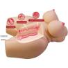 Crazy bull - grace torso femenino realista vagina y anal 7.5 kg - 6